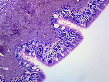 Frog Epithelium Microscope Slide