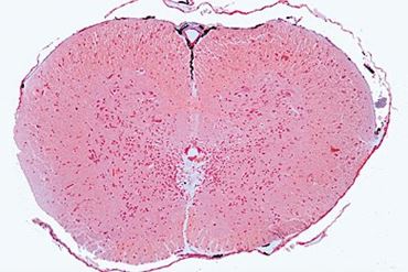 Frog Spinal Cord Microscope Slide
