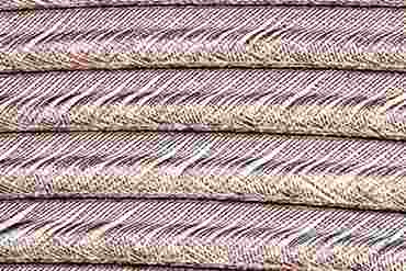 Bird Feather Microscope Slide