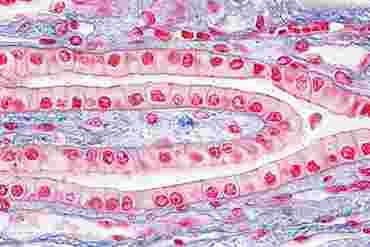 Cuboidal Epithelium Microscope Slide