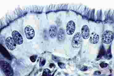 Ciliated Columnar Epithelium Microscope Slide