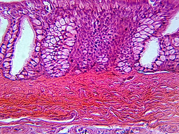 Ciliated Columnar Epithelium Microscope Slide