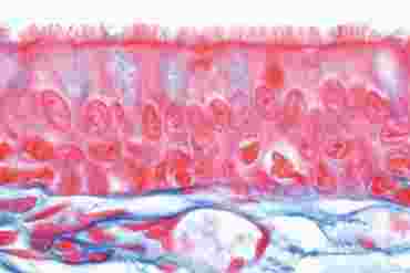 Pseudostratified Ciliated Columnar Epithelium Microscope Slide