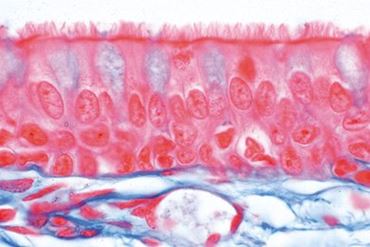 Pseudostratified Ciliated Columnar Epithelium Microscope Slide