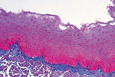 Stratified Squamous Epithelium, Human, Microscope Slide
