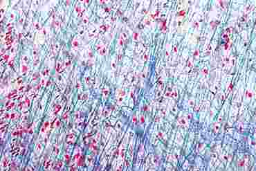Areolar Tissue Microscope Slide