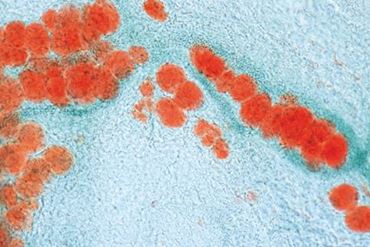 Adipose Tissue Microscope Slide