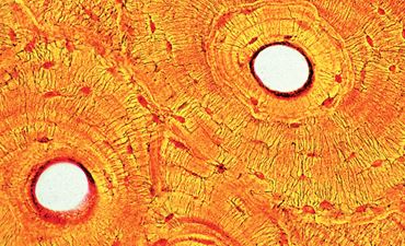 Ground Bone Microscope Slide