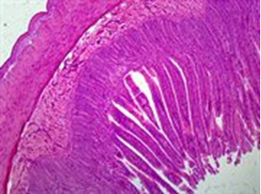 Smooth Muscle Microscope Slide