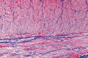 Smooth Muscle Composite Microscope Slide