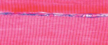 Striated Muscle Microscope Slide