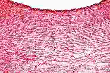 Artery Microscope Slide