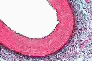 Aorta Microscope Slide