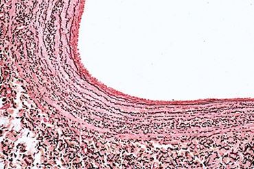 Vein Microscope Slide