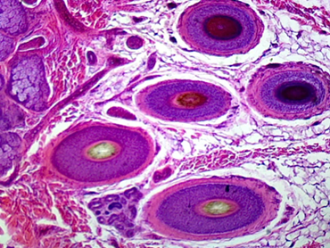 Skin Microscope Slide