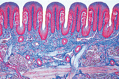 Tongue Microscope Slide