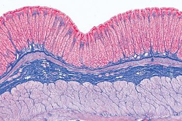 Stomach Microscope Slide