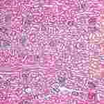 Kidney Microscope Slide