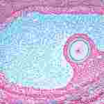 Ovary with Primary Follicles Microscope Slide