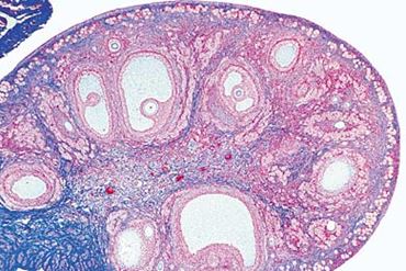 Ovary with Primary Follicles Microscope Slide
