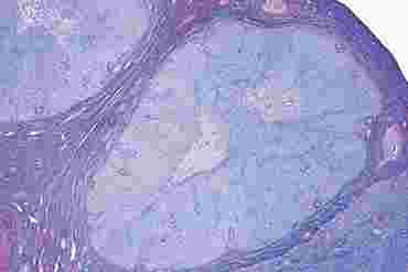 Ovary with Corpus Luteum Microscope Slide