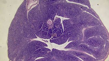 Islets of Langerhans Microscope Slide