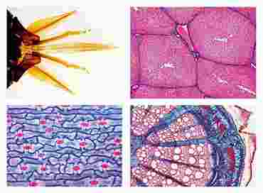 General Biology Microscope Slide Set B for Biology and Life Science