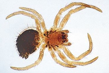 Spider Microscope Slide