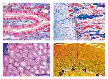 Histology of Vertebrata (excluding Mammalia) Slide Set for Biology and Life Science