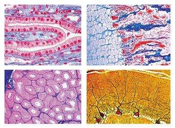 histology slide sets biology