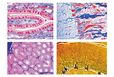 histology slide sets biology