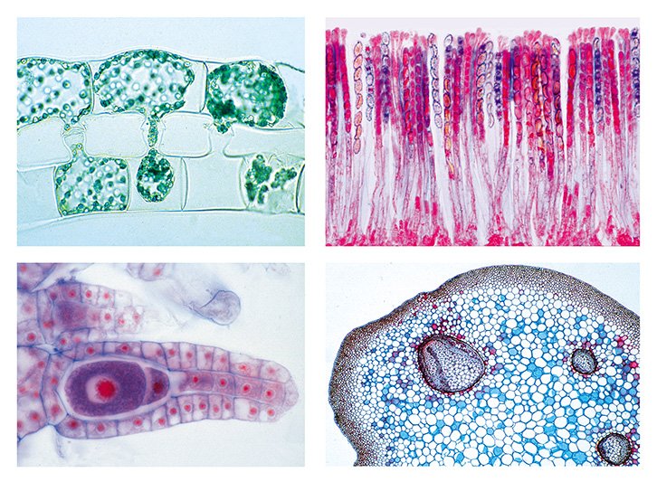 Cryptogamae Microscope Slide Sets