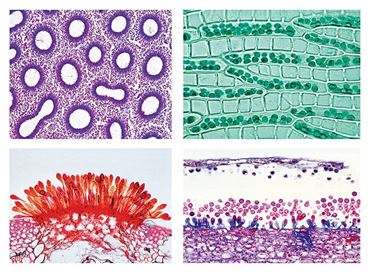 Cryptogamae Microscope Slide Sets