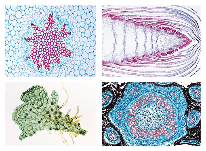 Ferns and Fern Allies Slide Set | Flinn Scientific