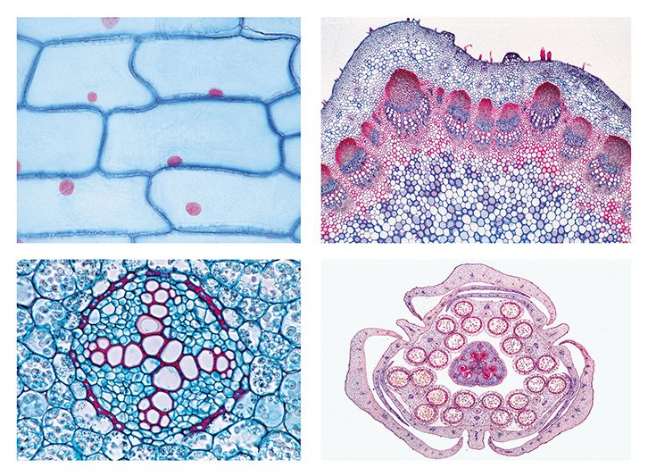 Phanerogamae Slide Sets