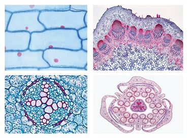Phanerogamae Slide Sets