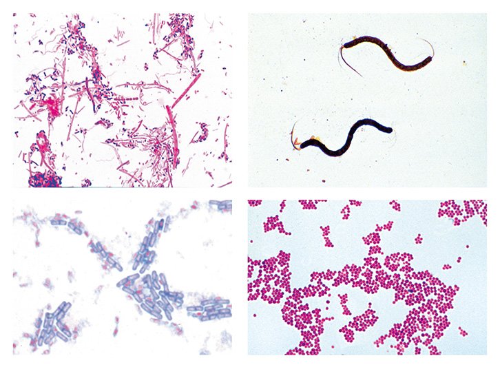 Bacteria Slide Sets