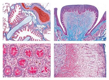 Normal Human Histology Slide Sets