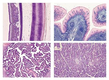 Normal Human Histology Slide Sets