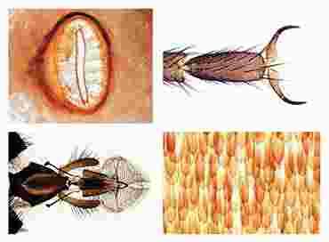 Insecta Slide Sets