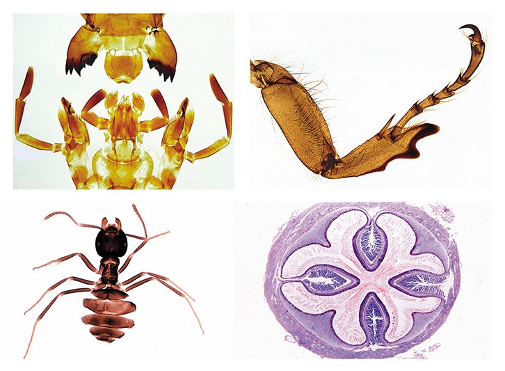 Insecta Slide Sets