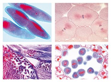 Mitosis and Meiosis Slide Sets