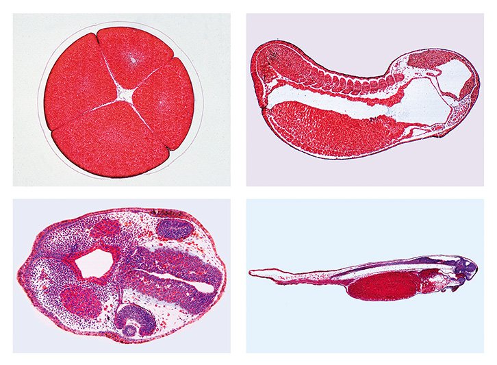 Embryology Slide Sets