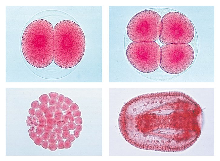Embryology Slide Sets