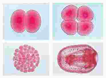 Embryology Slide Sets
