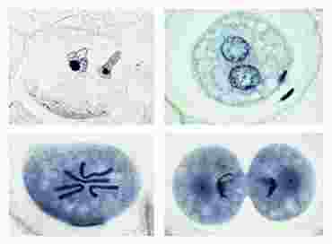 Embryology Slide Sets