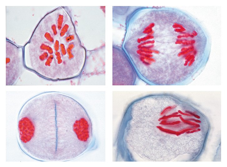 Development of the Microspore Mother Cells of Lilium candidum Slide Set for Biology and Life Science