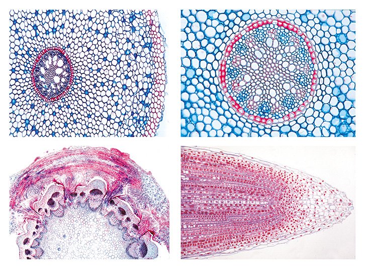 Stapes morphology (based on Hydropotes inermis NMB 9892). (A