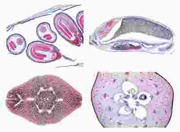 Angiospermae Slide Sets