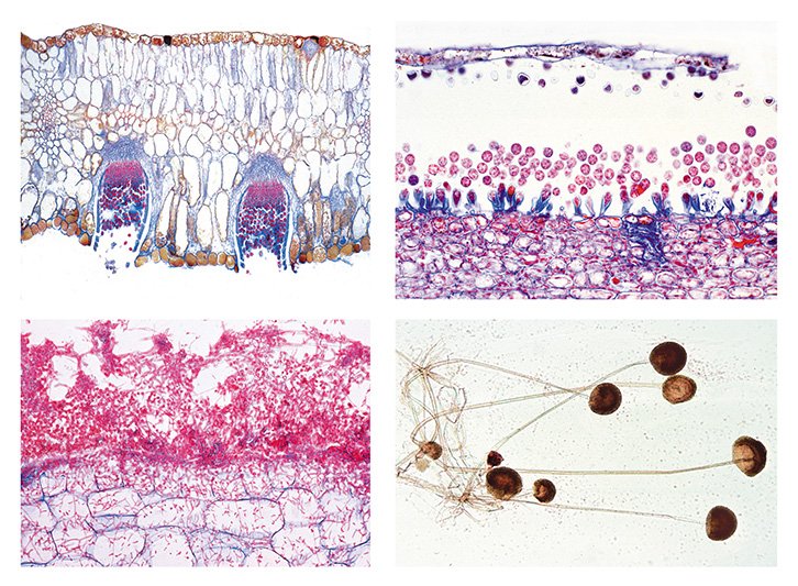 Agriculture and Forestry Slide Sets